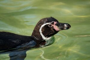 デリケートゾーンケアのパッチテスト結果はどう見るべき？