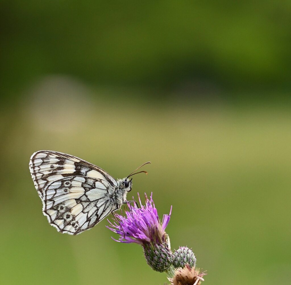 VIOケアに最適なpHチェッカーの使い方は？