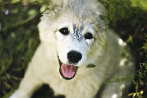 VIO脱毛後に使いたいデリケートミルクのおすすめは？