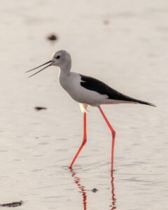 デリケートゾーンのソープは生理中でも安心して使えるの？