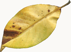 デリケートゾーンの乾燥が気になる季節の変化にどう対処すればいい？