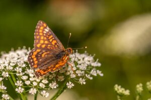 デリケートゾーンに最適な製品比較はどれが良い？