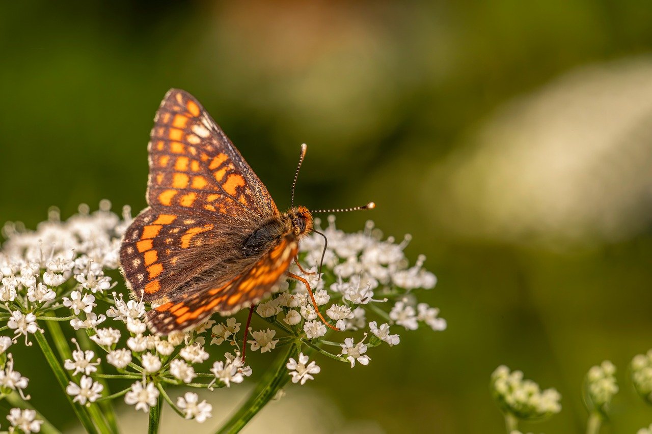 デリケートゾーンにおすすめの無添加ソープはどれですか？
