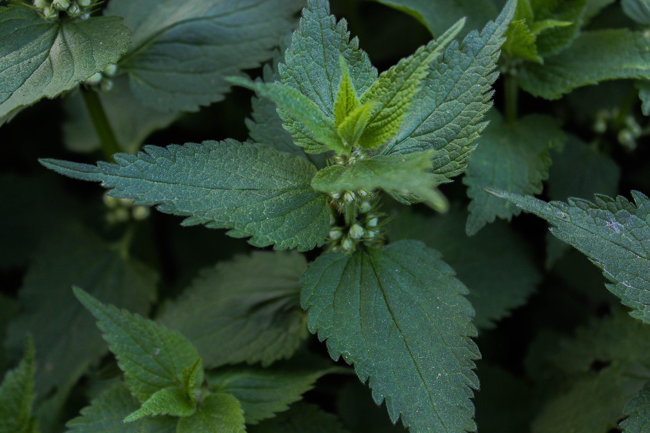 デリケートゾーンのかゆみを防ぐための効果的な保湿方法は？