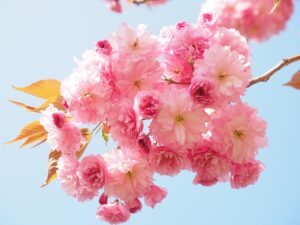 VIOの匂いは食生活にどのような影響を与える？